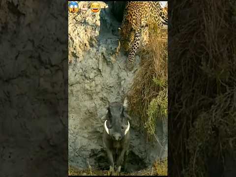 هذا الخنزير يستحق جائزة رمز البطولة#shorts