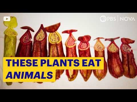 YouTube video thumbnail: 4 Deadly Carnivorous Plants