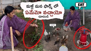 మళ్లీ మన ఫార్మ్ ల్యాండ్ లో ఏమేమి వచ్చాయో చూడండి.. #youtube #farmland #farming #farmlife #farmer 