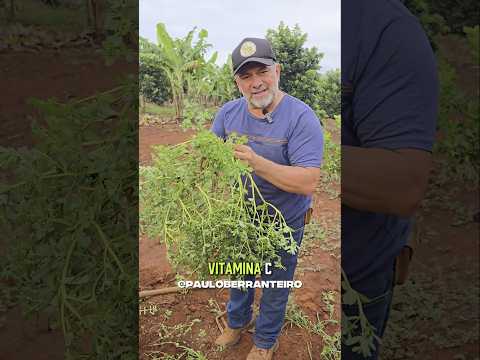 PLANTA COMESTÍVEL COM MUITAS PROTEÍNAS #agro #fazenda #agricultura
