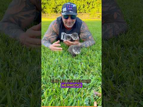 The otter fell into the sewer and was rescued#animals #Foryou #Friendship #Us#USA#otter