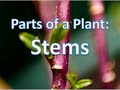 Functions and Roles of Plant Stems