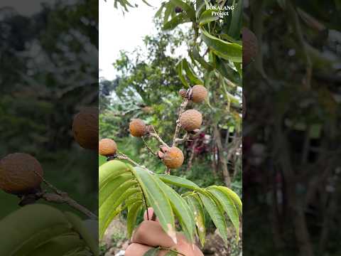 Buah LERAK Jadi Solusi Sabun Cuci.😁 #bolang #petualangan #nostalgia #survival