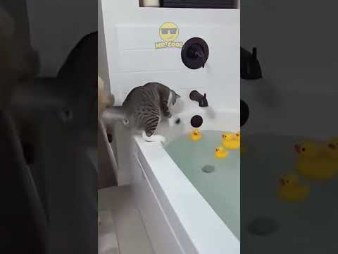 Wait for the last one! ๐ฑ #funnyanimals #dog #catlover #betrayal #usa