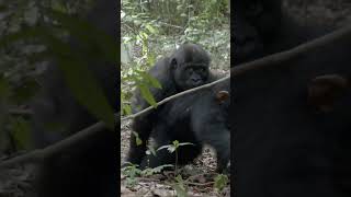 Baby gorilla ZZ plays with chimpanzee friends at JGI's Tchimpounga sanctuary
