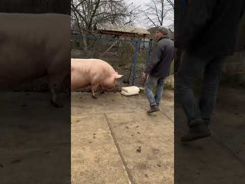 Не може Булочка без спорту #villagelife #pig #diy #farm #animals #farming #village #animal