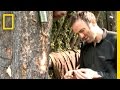 Exploring Tree Sap and Cambium