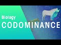 Understanding Codominance and Blood Groups