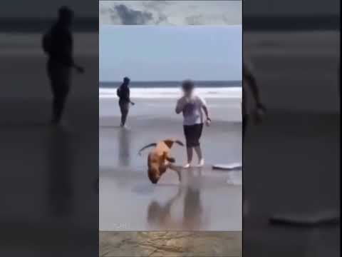 que dice el público? penal para Firulais ⚽ 😂 #humor #divertido #Meme