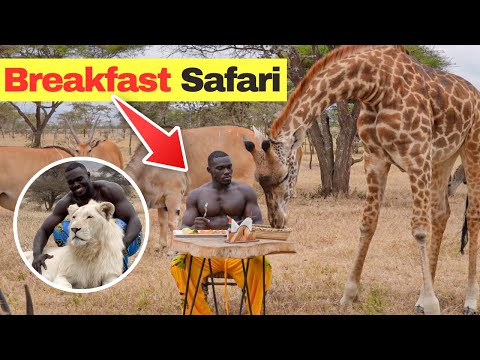 Part of the Lion Pride - African Giant living with lions | Giraffes