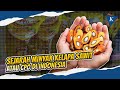 Understanding the Palm Oil Industry in Indonesia