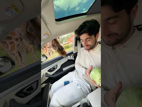 Lamborghini Safari 🦒😂🦁🦏