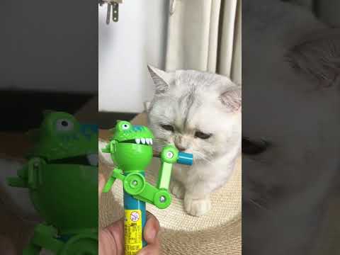 انا جعانة #catmeme #funny #catvideos #اكسبلور #الشعب_الصيني_ماله_حل #cat #لايك #kitten #pets #cute
