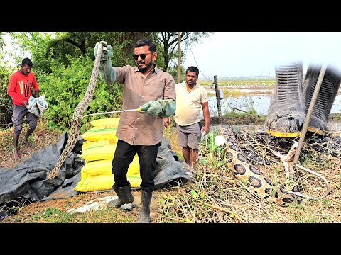 Indian Russell's viper snake  #రక్తపింజర #అత్యంత ప్రమాదకరమైన పాము రెస్క్యూ.చిమ్రాష్ పల్లి