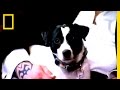 Understanding Dog Pack Dynamics and Rehabilitation