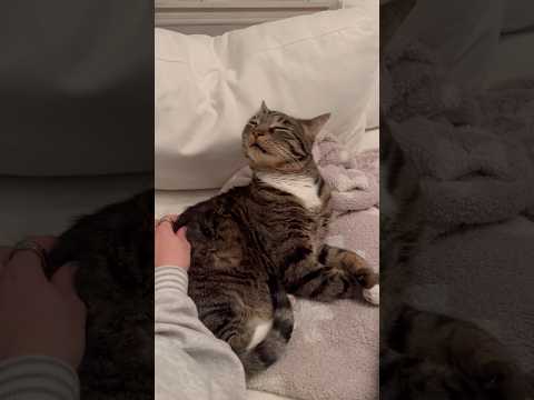 Found his favorite petting spot