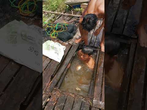 panen ikan toman #patehinte #snakehead