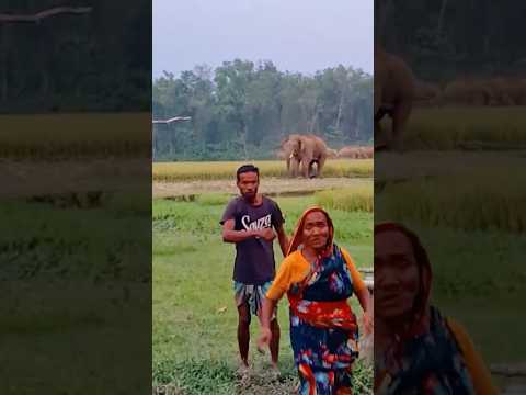 মেঘালয়ের পাহাড়ি হাতি বাংলাদেশের শেরপুরে | Elephant Attack