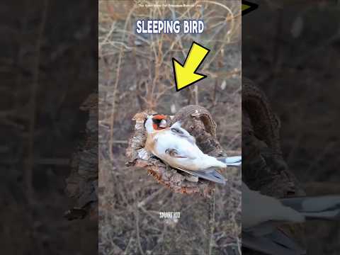 American Sleeping Bird 😴