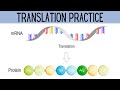 Translation and Coding of Messenger RNA