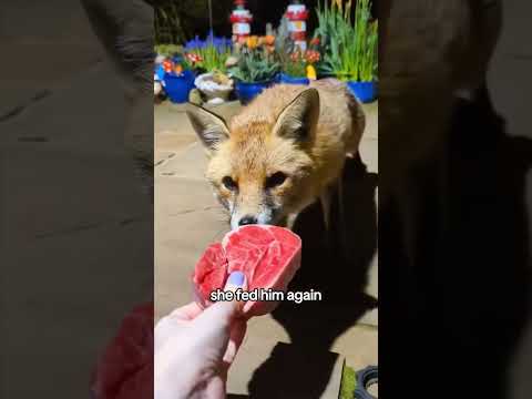 I want a fox!
