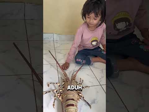 DI KEJAR LOBSTER RAKSASA #shorts