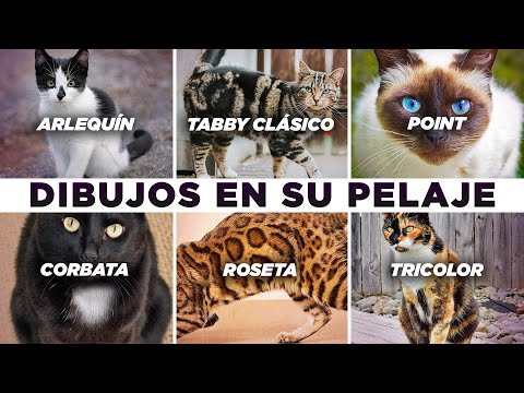 ¿Cual es el DIBUJO del PELAJE de TU GATO ?🎨😽 | Descubre TODOS los tipos y su origen 🌎🐈