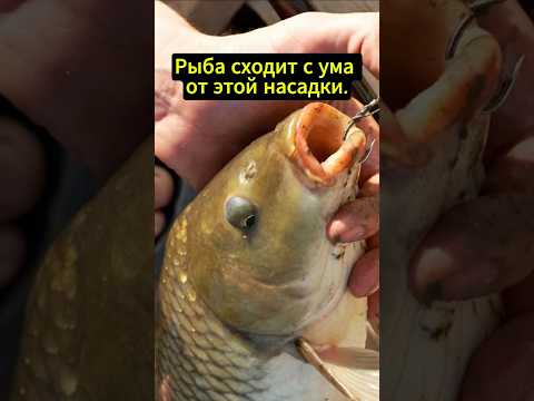 Рыба сходит с ума от этой насадки #рыбалка #карась #рыболовная