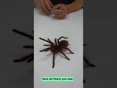 the Urtican hair of this spider #video #shorts #animal