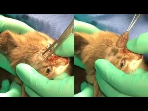 Gigantic Cuterebra Removed from This Poor Cat #901