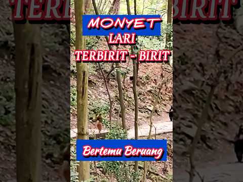 MONYET BERTEMU BERUANG #hiburan #shorts #animals