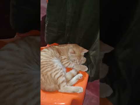 ORANGE CAT ATITUDE!PETS AND ANIMALS!#cat #cutecat #cute #cats #catlover #cuteanimal #kitten #kittens