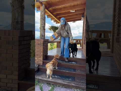 Update your @amazon delivery note & dog prompt to keep everyone safe! #SafePetsSafeCommunities #ad