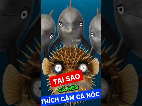 Tại sao cá Heo thích gặm Cá Nóc ?