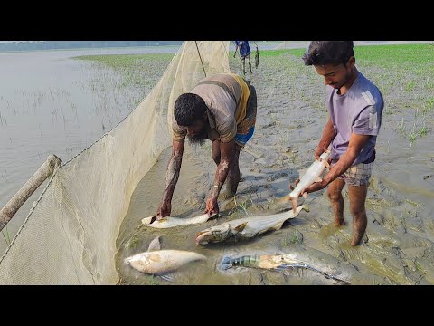 Omg_শীত আসার আগে গড়া জালে এত বড় বোয়াল মাছ ও এত বড় কোরাল মাছ অবিশ্বাস্য। Big Boal Fish & Shrimp fish