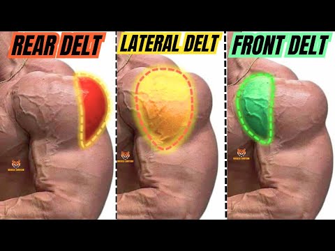 TOP 5 REAR DELTOID / LATERAL DELTOID / FRONT DELTOID EXERCISES AT GYM