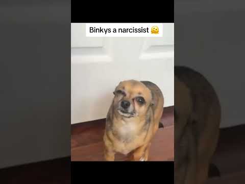 🤣🐶 #trending #share #shivaa #fyp #viral #shortsfeed #funnypets #shorts #ytviral #shortsvideo #comedy