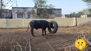 Meeting Bhains Pada Play With Tractor Tyre