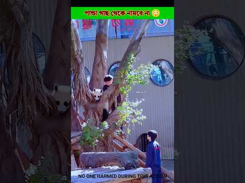 The panda won't come down from the tree 😳