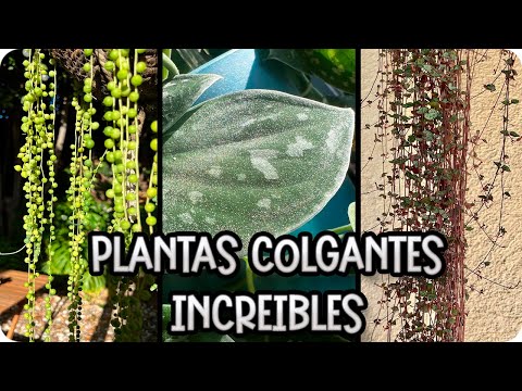 5 plantas colgantes raras para principiantes y consejos para su cuidado || La Huertina De Toni