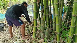 หน่อไม้ออกหลายคักจ้า