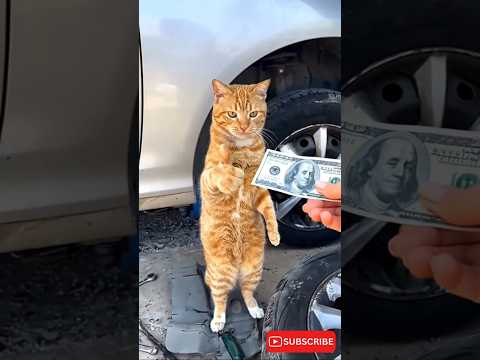 cat mechanic installing car tires 🐱🛞🤑#cat #cats #funnycats