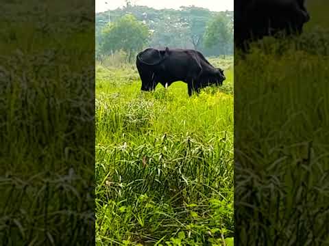 Con trâu đực bị sổng chuồng #tintuc