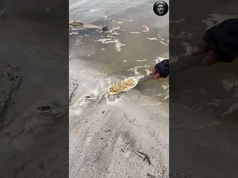 this weird things is a literal gold 🪙💩#shortsvideo