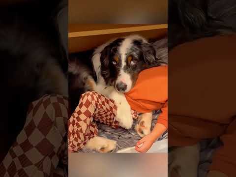 #cat #dog #dogs #cut #cute #love #lovecats #lovedogs #funny #virla #viralvideo #foryou #foryoupage