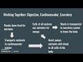 Exploring Body Systems and Homeostasis