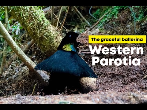 Western Parotia: 4K video of the Ballerina Dance | West Papua | Birds of Paradise - YouTube(54秒)
