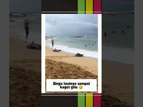 lucu banget kagetnya #meme