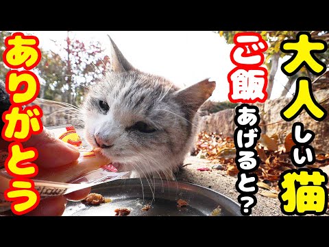 空腹な大人しい猫にご飯をあげたら・・・ さくらねこへの給餌 銀ちゃん