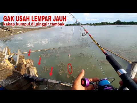 Benar dugaanku..!! Ada banyak kakap putih di pinggir pintu air tambak ini || Mancing Barramundi